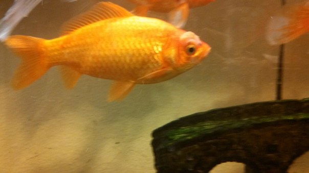 IMG_20140131_122621_126